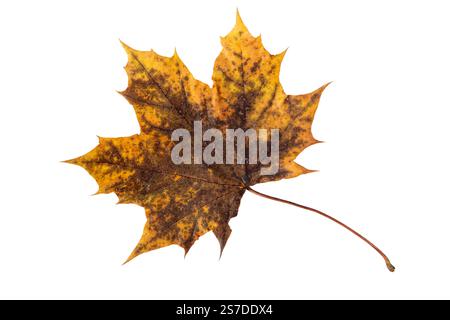 Dark brown dry autumn maple leaf isolated on white. Fall colored foliage. Stock Photo