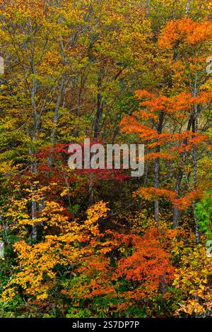 Forest background. Vibrant color tree,Nature change Yellow leaves in october season, Hakuba, Nagano, Japan. Stock Photo