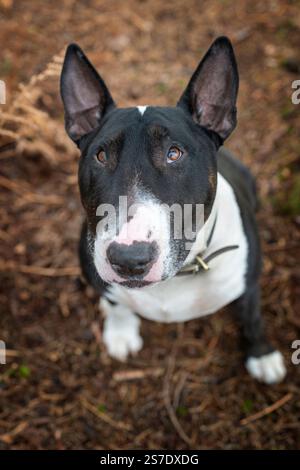 An English Bull Terrier photographed in the New Forest National Park, Hampshire, England, United Kingdom. Stock Photo