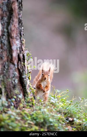 Red Squirrel (Sciurus vulgaris) in Caledonian pine forest, Scotland, UK Stock Photo