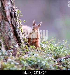 Red Squirrel (Sciurus vulgaris) in Caledonian pine forest, Scotland, UK Stock Photo
