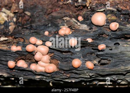 Wolf's Milk Slime Mould - Lycogala epidendrum Stock Photo