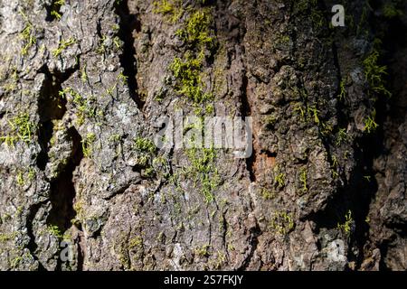 Close up of coarse rough tree bark covered with green moss. Abstract natural texture background. Stock Photo