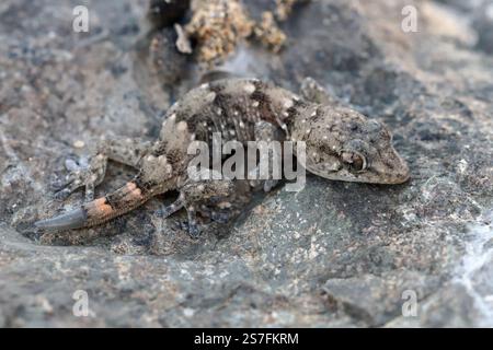 Boettger's wall gecko Tarentola boettgeri under a stone lying on the ground. Gran Canaria. Canary Islands. Spain. Stock Photo