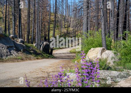 Dirt road winding through charred tree trunks in a fire damaged forest with purple rocky mountain Penstemon flowers in the foreground Stock Photo