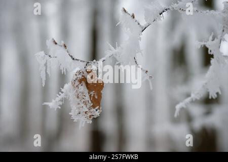 A close-up photograph capturing the delicate beauty of frost-covered autumn leaves on a branch. The golden-brown leaves, partially encrusted with snow Stock Photo