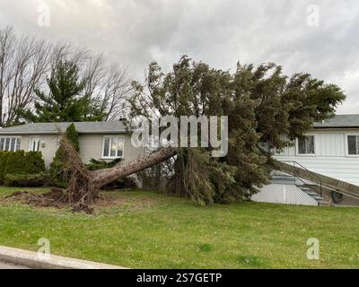 A large tree uprooted and leaning against a house after a severe storm, highlighting the power of nature and the damage caused by extreme weather. Stock Photo