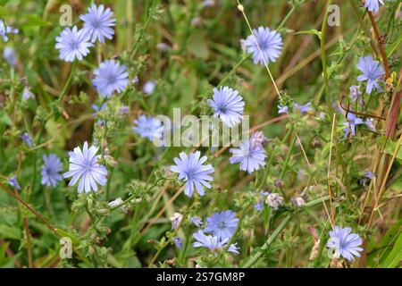 Blue Common chicory, Cichorium intybus in flower. Stock Photo