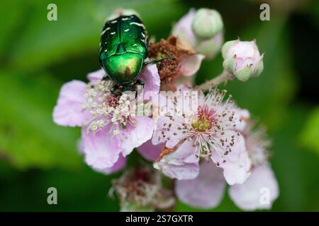 Rose Chafer Beetle (Rosa canina) feeding on a Dog Rose (Rosa canina) | Cornwall Stock Photo