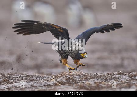 Striated Caracara (Phalcoboenus australis) scavenging on penguin eggs left unguarded on Sea Lion Island in the Falkland Islands. Stock Photo