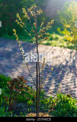 Flowering ornamental purple-leaf plum Hollywood with white flowers on spring garden background. Small plum tree at morning, close up Stock Photo
