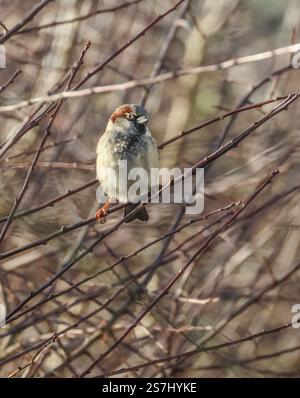 single passer domesticus house sparrow perched on hedgerow in winter sunlight. Stock Photo