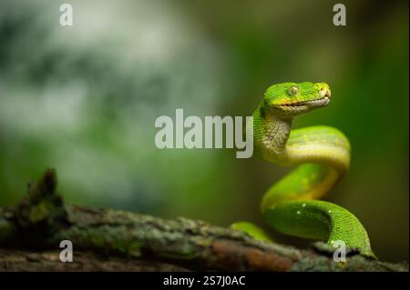 Green Tree Python snake standing at attention above a branch in the jungle Stock Photo