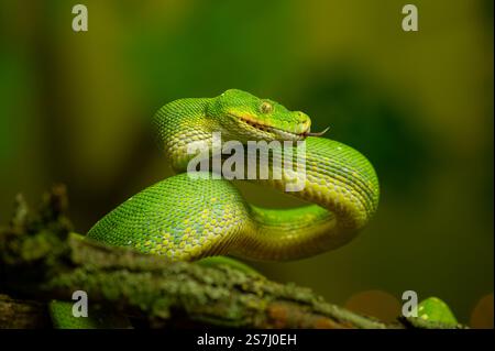 Green Tree Python Coiled on Branch with green blurred background. Dangerous snake in his natural habitat. Stock Photo