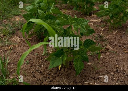 Young Green Bean Plant Growing Alongside Corn Seedling on a Spring Day Stock Photo
