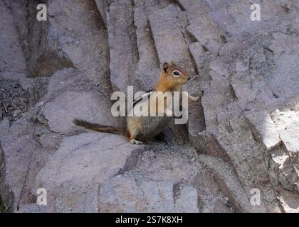 A small chipmunk with a striped back stands on a rocky surface, curiously observing its surroundings in broad daylight. Stock Photo
