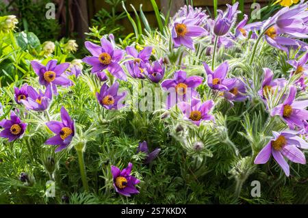 Close up of Pulsatilla vulgaris a pale to deep purple spring flowering  fully hardy deciduous herbaceous perennial also called Pasque flower Stock Photo