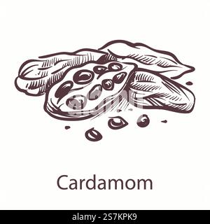 Cardamom icon. Botanical hand drawn sketch for labels and packages in engraving style. Aromatherapy antioxidant spicy seeds. Cooking symbol for restaurant or cafe menu. Vector single isolated element. Cardamom icon. Botanical sketch for labels and packages in engraving style. Aromatherapy antioxidant spicy seeds. Cooking symbol for restaurant or cafe menu. Vector isolated element Stock Vector