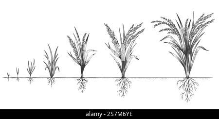 Rice growth. Plant crop growing cycle. Sketch life stages of farm cereal. Hand drawn spikelets in soil. Grains increase steps vector concept. Periods and phases of ripening, farming. Rice growth. Plant crop growing cycle. Sketch life stages of farm cereal. Hand drawn spikelets in soil. Grains increase steps vector concept Stock Vector