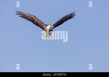 An adult bald eagle in flight at Lock & Dam 18 on the Mississippi River in Gladstone, Illinois. Stock Photo