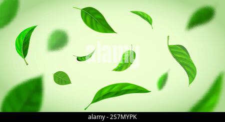 Realistic background with green tea leaves flying in wind. Nature fresh effect with herbal leaf in air. Organic tea plantation vector banner. Foliage in motion falling down, blowing wind Stock Vector