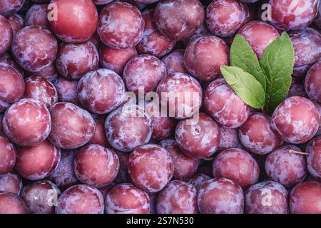 A vibrant and colorful array of freshly picked plums, proudly showcasing rich colors alongside green leaves Stock Photo