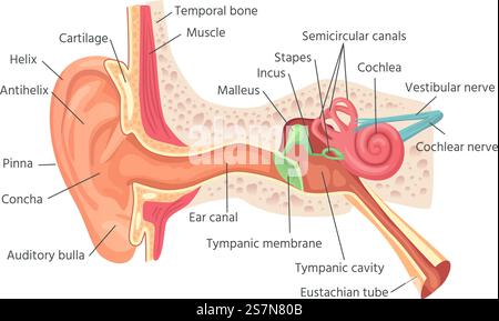 Human ear anatomy. Ears inner structure, organ of hearing. Ear cochlea inner, vestibule acoustic sound sensory organ, biology medicine healthcare vector illustration. Human ear anatomy. Ears inner structure, organ of hearing vector illustration Stock Vector