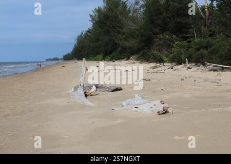 large pieces of driftwood partially buried in soft sand on an endless beach under deep blue skies Stock Photo