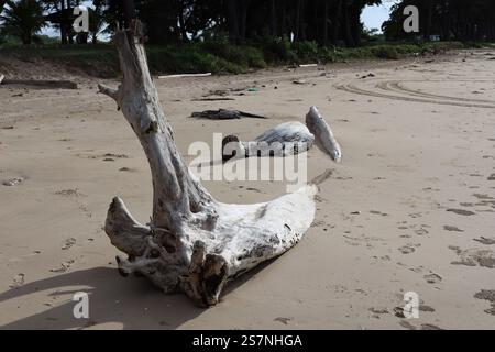 sun bleached driftwood tree stump partially buried in soft beach sand Stock Photo