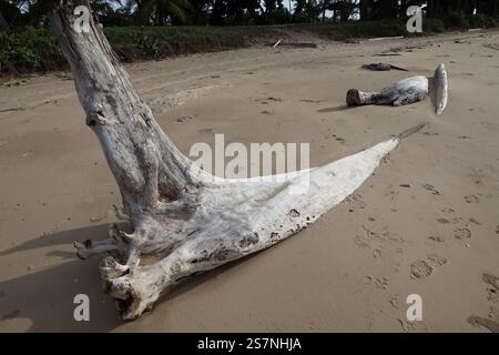 close-up sun bleached tree stump and trunk partially buried in soft beach sand Stock Photo