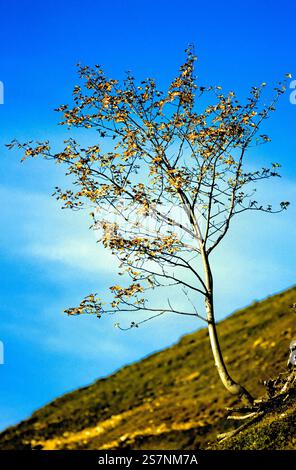 Young maple tree on hillside, Upper Bavaria, Germany Stock Photo