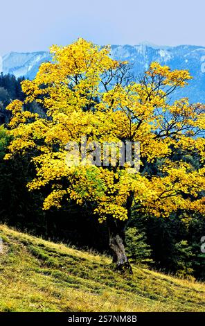 Maple tree on hillside, Bavaria, Germany Stock Photo