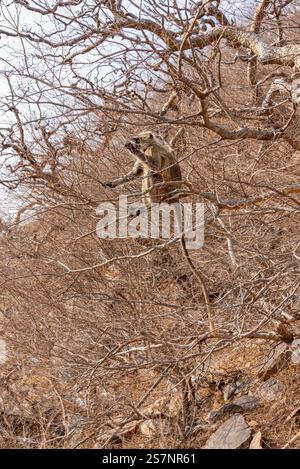 A monkey sitting on top of tree branches Stock Photo