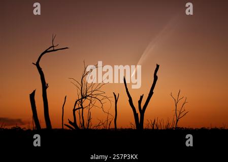 Comet C2024 G3 (Atlas) in the evening sky above the silhouettes of dead trees, Western Australia. Stock Photo
