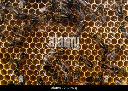 Beehive interior - honey bees working on a honeycomb Stock Photo
