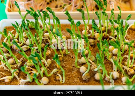 Microgreens with seeds and roots. Germination of microgreens. Sprouted beans in a container close-up. Stock Photo