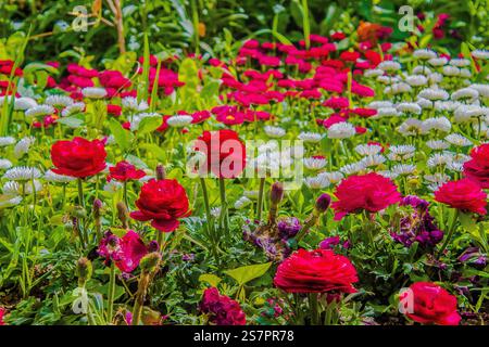 This is flower garden. That is a best place to see each flower from all over the world. All of beauty of 4he world is here in spring season. Stock Photo
