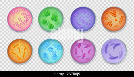 Bacteria gram. Realistic top view petri dishes with different colorful microorganisms, bacillus and germs, microbiology and bacteriology laboratory tests, vector isolated on transparent background set. Bacteria gram. Realistic top view petri dishes with different microorganisms, bacillus and germs, microbiology and bacteriology laboratory tests, vector on transparent background set Stock Vector