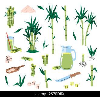 Sugarcane plant. Different parts cane, tropical green leaves and stems, plants cuttings with roots, sugar cubes and syrup, sweet juice, healthy eco product. Vector cartoon flat style isolated set. Sugarcane plant. Different parts cane, tropical green leaves and stems, plants cuttings with roots, sugar cubes and syrup, sweet juice, healthy eco product. Vector cartoon isolated set Stock Vector