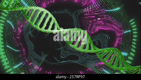 Image of dna strand over neon shapes moving Stock Photo