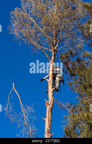 A tree surgeon drops a sawn off branch of a tree before cutting it down. Stock Photo