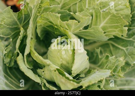Close up overhead view of green cabbage after rain Stock Photo
