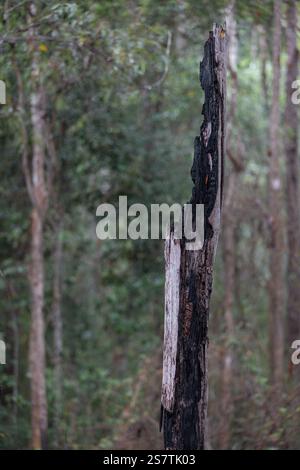 A burnt tree trunk standing alone in a dense Australian forest Stock Photo
