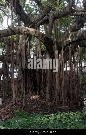 A massive old banyan tree with sprawling roots and twisting branches Stock Photo