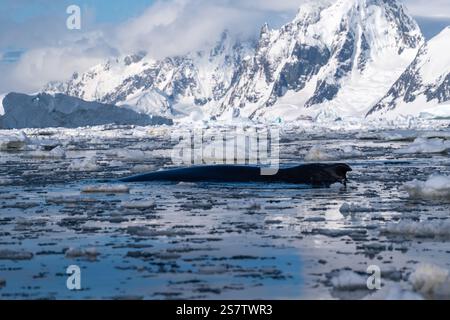 Aerial view of a humpback whale tail breaching the deep blue ocean ...