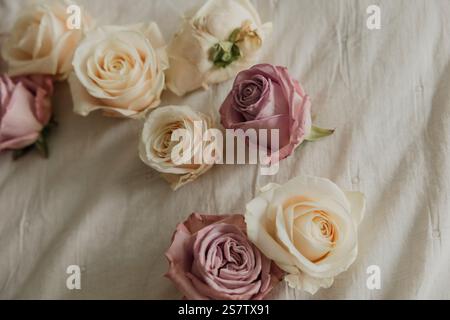 Soft pink and cream roses arranged on a white fabric background Stock ...