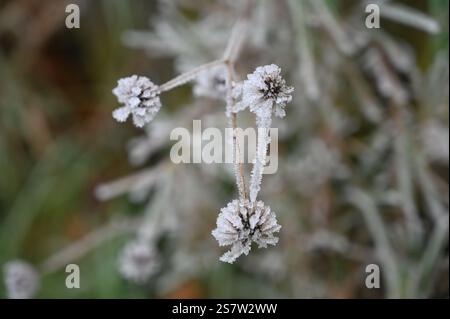 Macro photograph of frosty seed heads in a winter landscape. The delicate frost crystals highlight the intricate details of the plants, with a soft, b Stock Photo