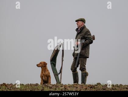 Working gundogs on a shoot day Stock Photo