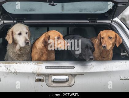 Working gundogs on a shoot day Stock Photo
