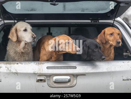 Working gundogs on a shoot day Stock Photo
